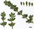 SpeciesSub: subsp. formosum